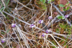 Pinguicula algida