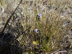 Pinguicula algida