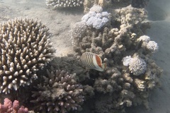 Chaetodon paucifasciatus