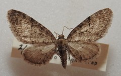Eupithecia swettii