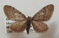 Eupithecia swettii