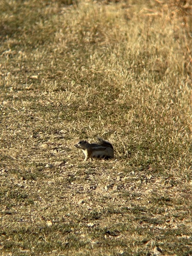 Nelson's Antelope Squirrel observed by alysestuck