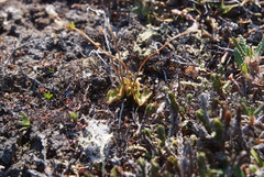 Pinguicula algida