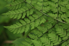 Dryopteris amurensis