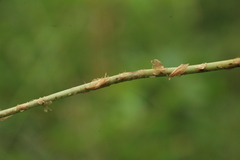 Dryopteris amurensis