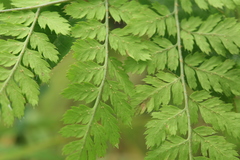 Dryopteris amurensis