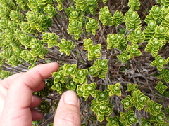 Veronica cockayneana, photograph (c) Benjamin Lavin, some rights reserved (CC BY)