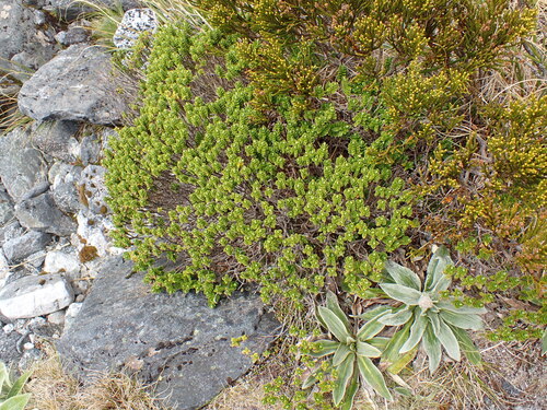 Veronica cockayneana