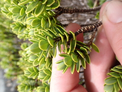 Veronica cockayneana, photograph (c) Benjamin Lavin, some rights reserved (CC BY)