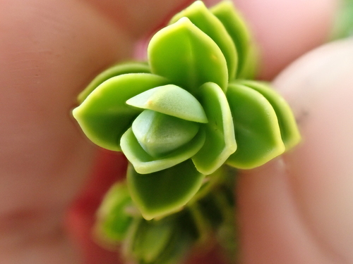 Veronica cockayneana, photograph 3