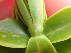 Veronica cockayneana, photograph (c) Benjamin Lavin, some rights reserved (CC BY)