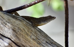 Anolis jubar oriens