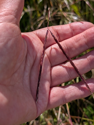 Andropogon distachyos, photograph 2