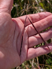 Andropogon distachyos, photograph author not stated, no rights reserved