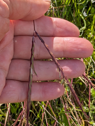 Andropogon distachyos, photograph 3