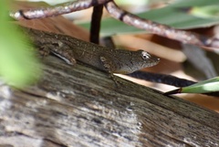 Anolis jubar oriens