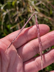 Andropogon distachyos, photograph author not stated, no rights reserved