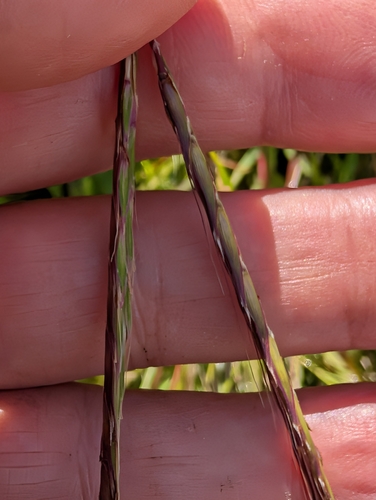 Andropogon distachyos, photograph 5