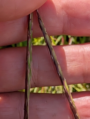 Andropogon distachyos, photograph author not stated, no rights reserved