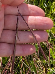 Andropogon distachyos, photograph author not stated, no rights reserved