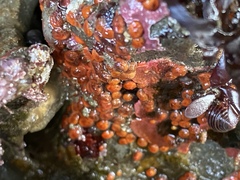 Metandrocarpa taylori