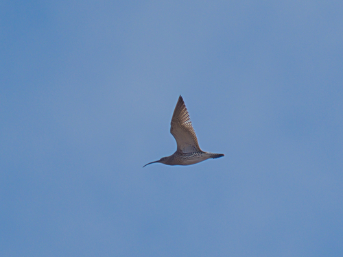 iNaturalist: (c) angus_w, some rights reserved (CC BY-NC), uploaded by angus_w iNaturalist image