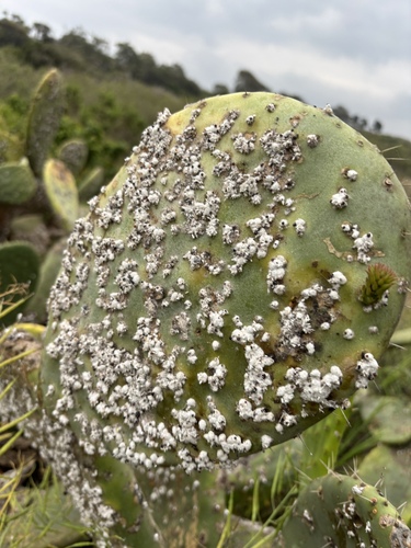 iNaturalist observation photo of Cochineal Scale Bugs