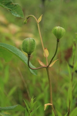 Lilium debile