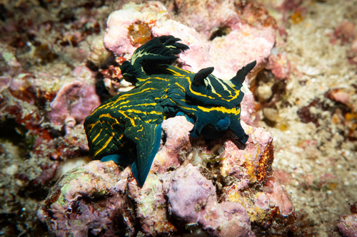 Tyrannodoris luteolineata