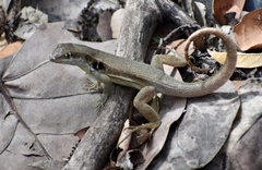 Leiocephalus macropus