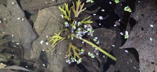 yellow water-crowfoot (Ranunculus flabellaris)