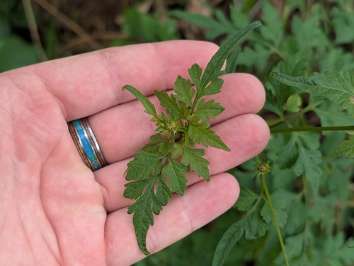 West Indian beggarticks (Bidens cynapiifolia)