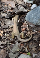 Leiocephalus macropus