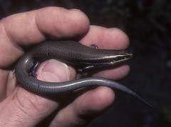 Plestiodon tetragrammus brevilineatus