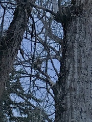 Tamiasciurus hudsonicus