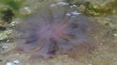 Cyanea versicolor