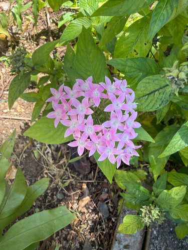Pentas lanceolata observed 2026-04-01