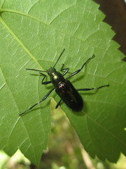 Strongylium aurichalceum