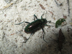 Strongylium aurichalceum
