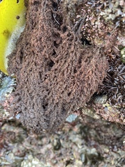 Callithamnion pikeanum