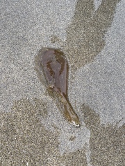 Abarenicola pacifica