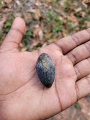 Canarium strictum, photograph (c) Pranav Chandra Bose, some rights reserved (CC BY)