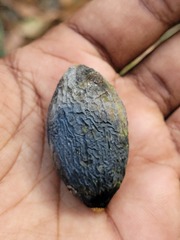 Canarium strictum, photograph (c) Pranav Chandra Bose, some rights reserved (CC BY)