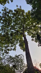 Canarium strictum, photograph (c) Pranav Chandra Bose, some rights reserved (CC BY)