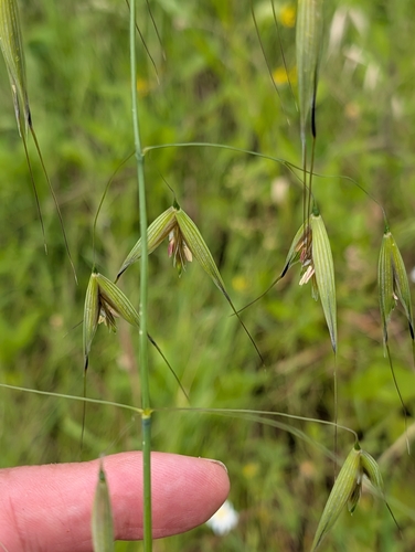 animated oat (Avena sterilis)