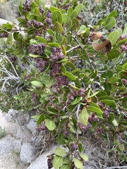 Rhus kearneyi kearneyi