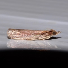 Peoria roseotinctella
