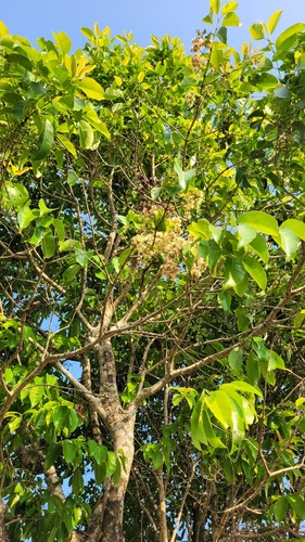 Syzygium caryophyllatum, photograph 4