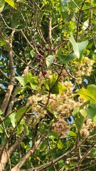 (c) Pranav Chandra Bose, some rights reserved (CC BY) Syzygium caryophyllatum, photograph (c) Pranav Chandra Bose, some rights reserved (CC BY)