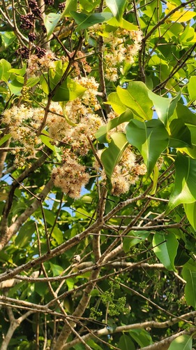 Syzygium caryophyllatum, photograph 6